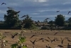 PORTEK Bird-scaring and Agricultural Products